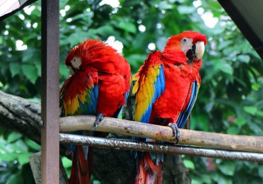 Büyük bir kırmızı, sarı ve mavi Güney Amerika papağanı Scarlet Amerika papağanı (Ara macao) olduğunu.