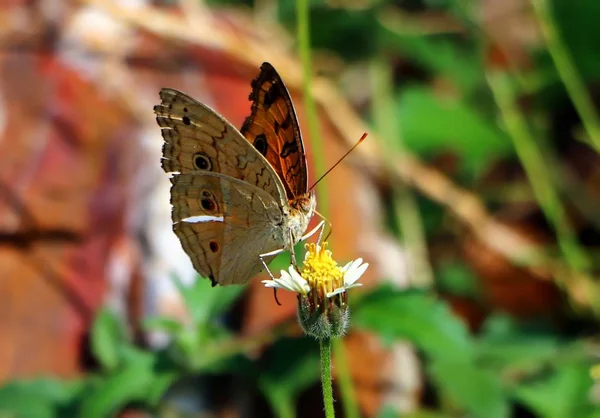 Оранжевая Бабочка Лепестке Цветка — стоковое фото