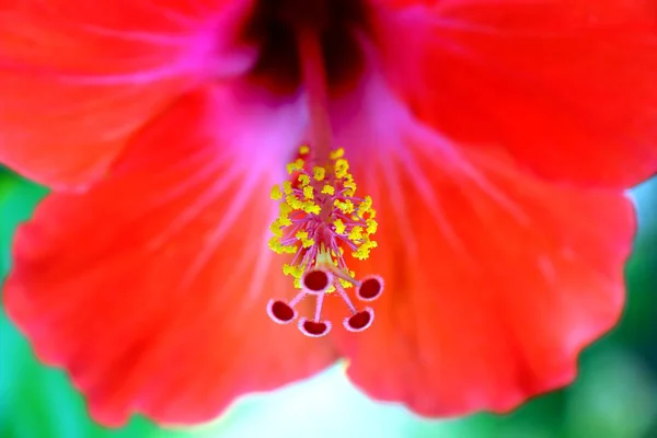 Hibiscus Rosa Sinensis Known Colloquially Chinese Hibiscus China Rose — Stock Photo, Image