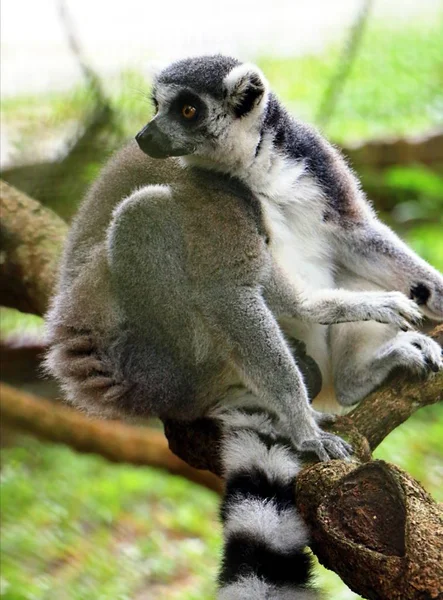 Lemure Dalla Coda Anello Lemur Catta Grande Primate Strepsirreno — Foto Stock