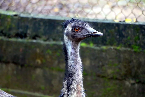 Közös Emu Emufélék Novaehollandiae Második Legnagyobb Élő Madár Magasság Miután — Stock Fotó