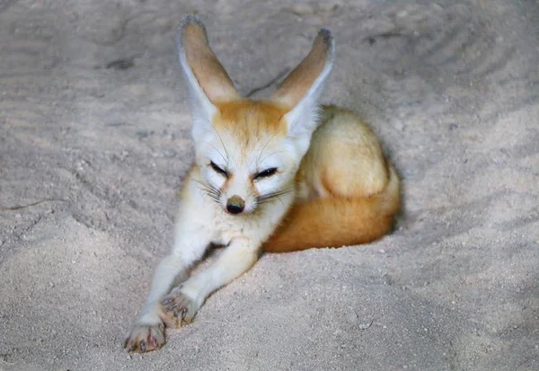 Zorro Fennec Vulpes Zerda Pequeño Zorro Nocturno Que Encuentra Sahara — Foto de Stock