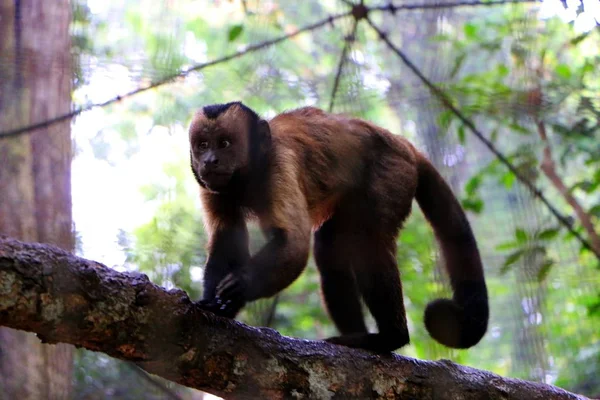 Monos Capuchinos Marrones Negros Cebus Apella — Foto de Stock