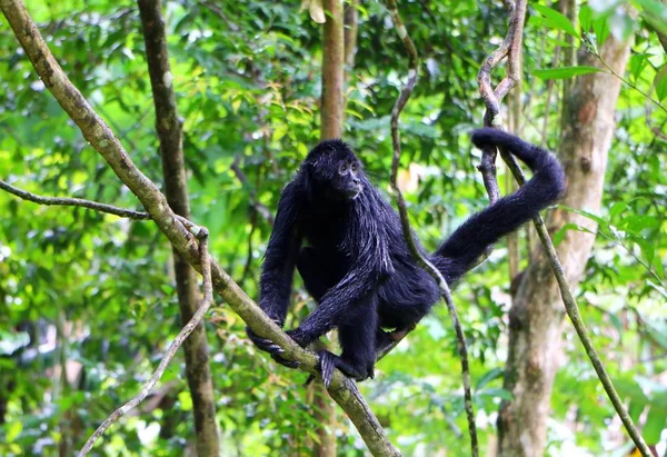 Los Monos Araña Son Monos Del Nuevo Mundo Pertenecientes Género — Foto de Stock