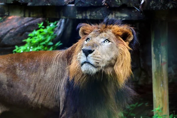 Panthera Leo Est Une Espèce Amphibiens Famille Des Felidae — Photo