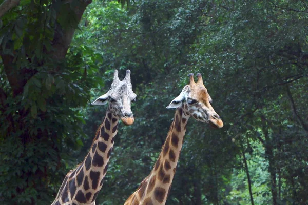 Zürafa Zürafa Afrika Hatta Parmaklı Ungulate Memeliler Yüksek Yaşam Karasal — Stok fotoğraf
