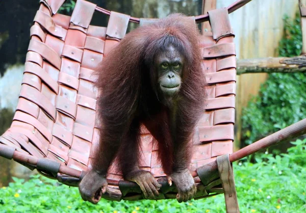 Orang Oetans Zijn Drie Soorten Van Mensapen Inheems Indonesië Maleisië — Stockfoto