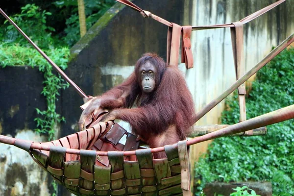 Orang Oetans Zijn Drie Soorten Van Mensapen Inheems Indonesië Maleisië — Stockfoto