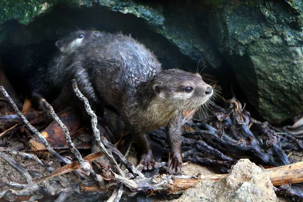 カワウソ グループ グループ Lutrinae の亜科の肉食哺乳動物 — ストック写真