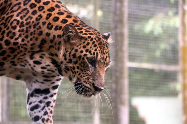 Leopard Uma Das Cinco Espécies Gênero Panthera — Fotografia de Stock