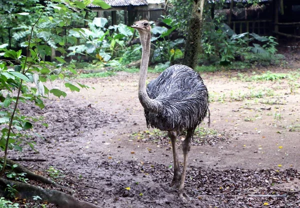 Strucc Struthio Camelus Osztályának Nagy Röpképtelen Madarak — Stock Fotó