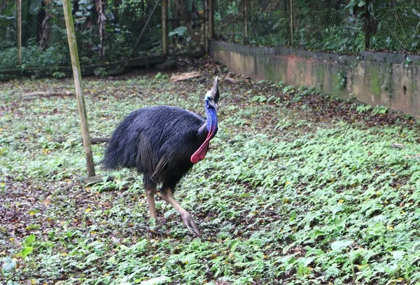 Cassowary Madár Laposmellű Futómadár Röpképtelen Madarak Egy Tőkesúly Szegycsont Csont — Stock Fotó