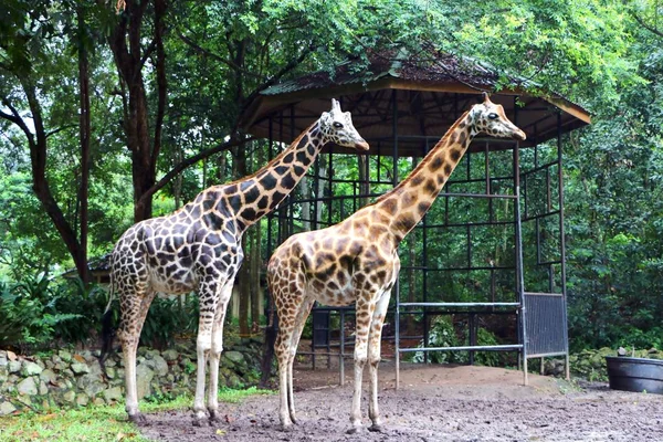 Żyrafa Giraffa Rodzaj Afryki Nawet Toed Kopytnych Ssaków Najwyższych Żyjących — Zdjęcie stockowe