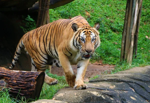 Тигр Panthera Fris Усиленно Смотрит Камеру Положении Охотника — стоковое фото