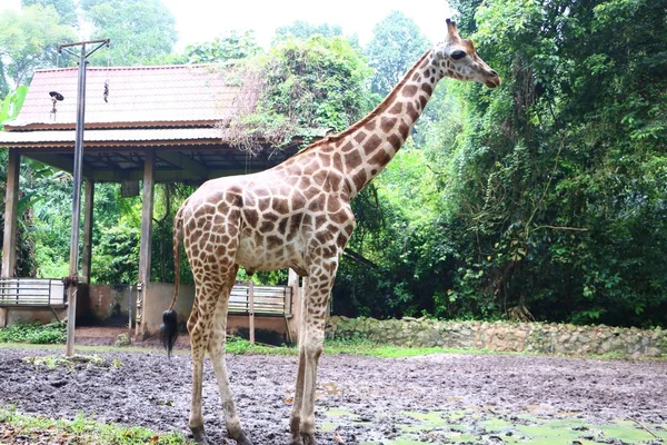 Zsiráf Giraffa Alrendjébe Afrikai Párosujjú Patás Emlősök Legmagasabb Élő Szárazföldi — Stock Fotó