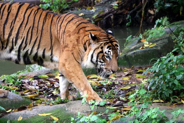 Tijger Panthera Tigris Intensief Zoek Naar Camera Positie Van Een — Stockfoto