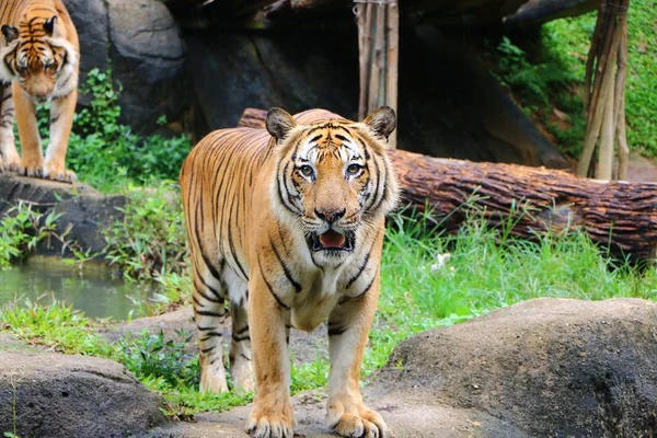 Тигр Panthera Fris Усиленно Смотрит Камеру Положении Охотника — стоковое фото