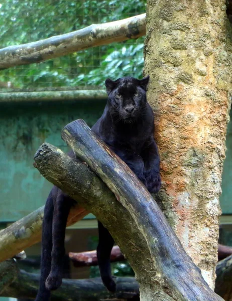 Panthère Noire Panthera Pardus Assise Sur Une Branche Arbre Également — Photo