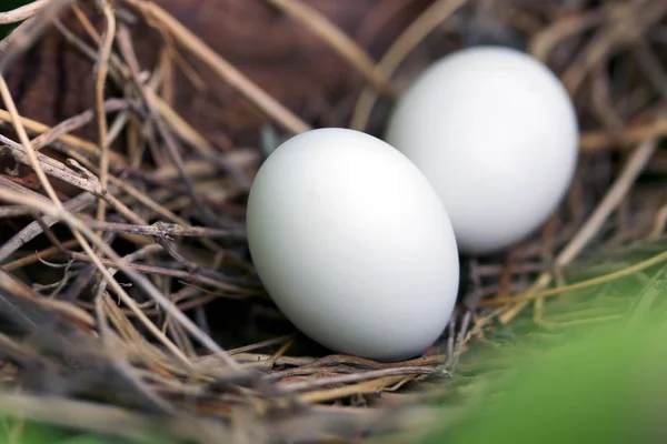 Bird Eggs Nest Tree Branch — Stock Photo, Image