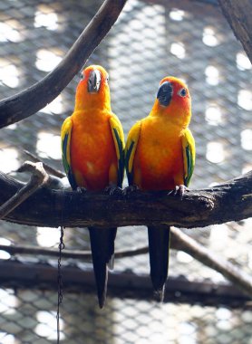 Ayrıca aviculture güneş conure olarak bilinen bir ağaç dalı oturan güneş muhabbet kuşu