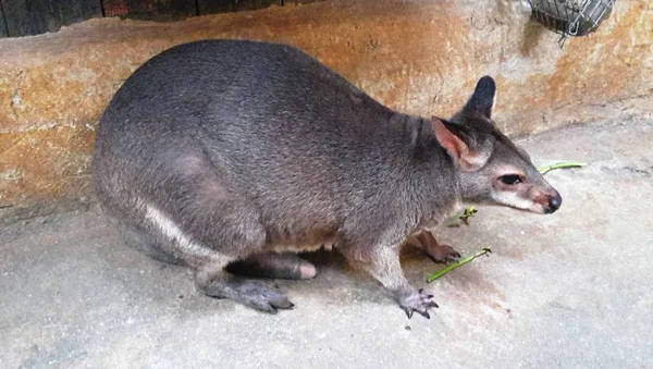 红颈鼠或贝内特鼠 Macropus Rufogriseus — 图库照片