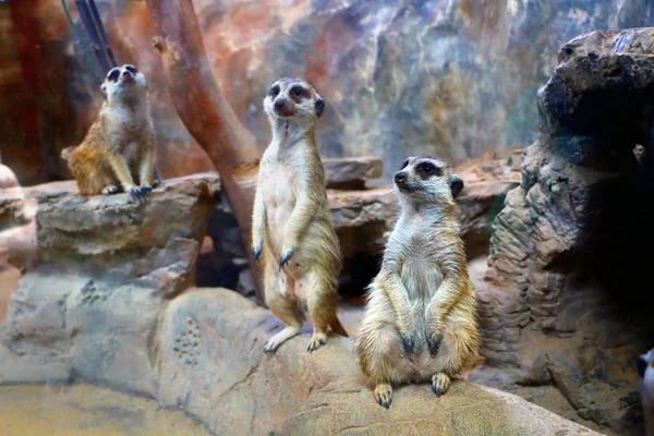 Suricate Suricate Est Petit Carnivore Appartenant Famille Des Mangoustes — Photo