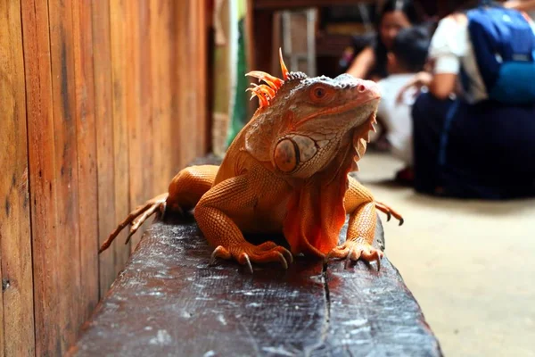 Iguana Género Lagartos Herbívoros Nativos Áreas Tropicales — Foto de Stock