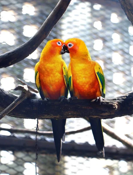 Ayrıca aviculture güneş conure olarak bilinen bir ağaç dalı öpüşme güneş muhabbet kuşu,