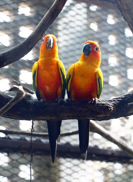 Ayrıca aviculture güneş conure olarak bilinen bir ağaç dalı oturan güneş muhabbet kuşu