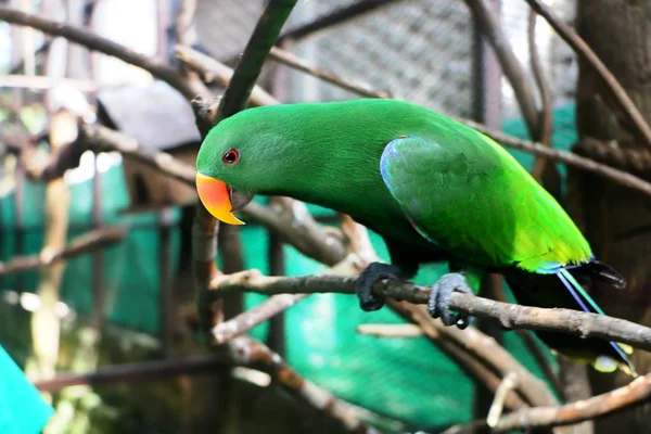 Eclectus Papageienvogel Steht Auf Ast — Stockfoto