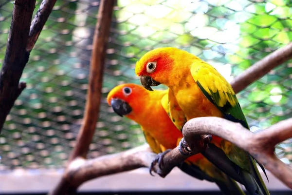 The sun parakeet sitting on a tree branch, also known in aviculture as the sun conure