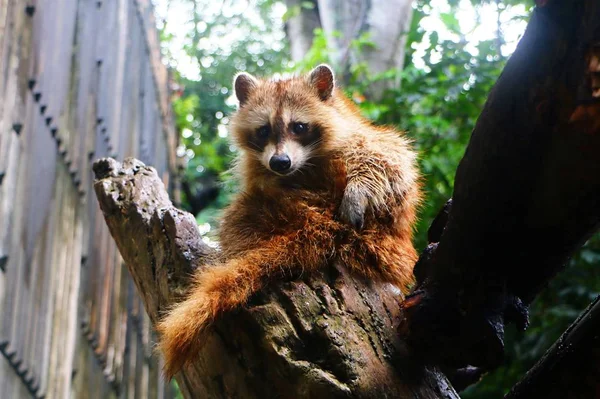 Raton Laveur Assis Sur Une Branche Arbre Mort — Photo