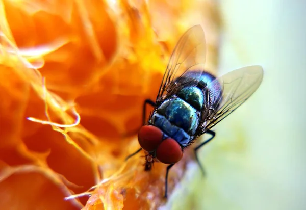 Makro Snímek Fly Diptera Krmení Zralých Plodů Mango Selektivní Ostření — Stock fotografie