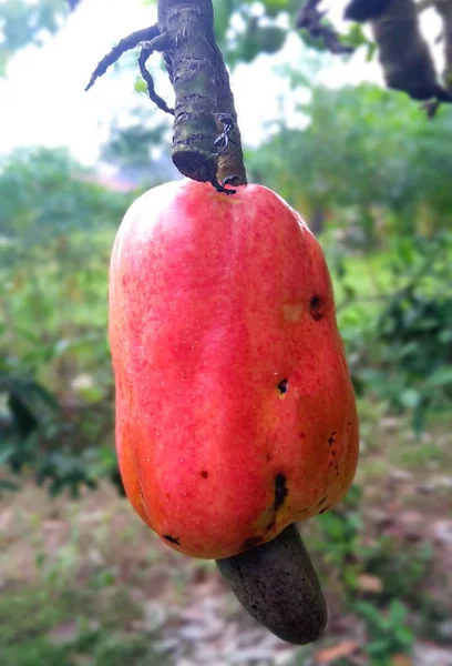 Cashew fruit ( Anacardium occidentale ) also know as buah gajus