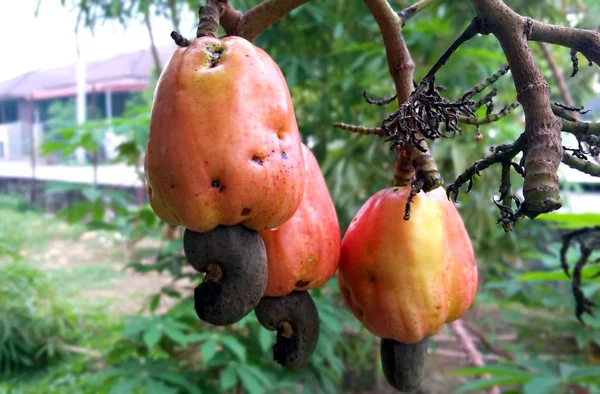 Cashew fruit ( Anacardium occidentale ) also know as buah gajus