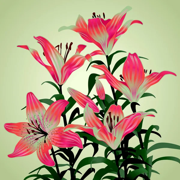 Bouquet Lilies Green Background — Stock Photo, Image