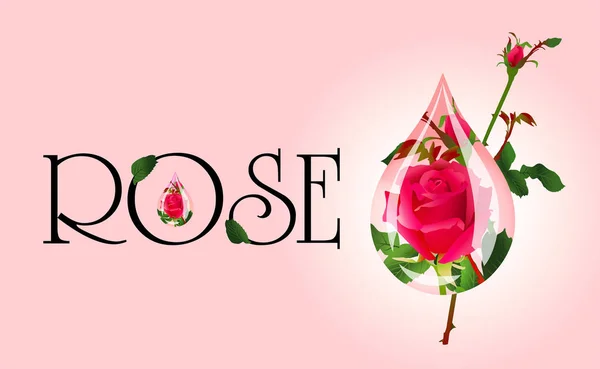 Floraison rose dans une goutte — Image vectorielle