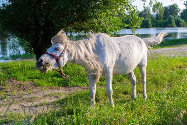 Hästen Försöker Skaka Flugor Bort Sig Själv — Stockfoto