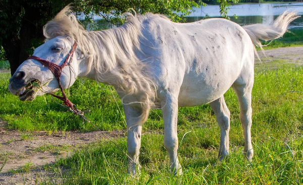 Hästen Försöker Skaka Flugor Bort Sig Själv — Stockfoto