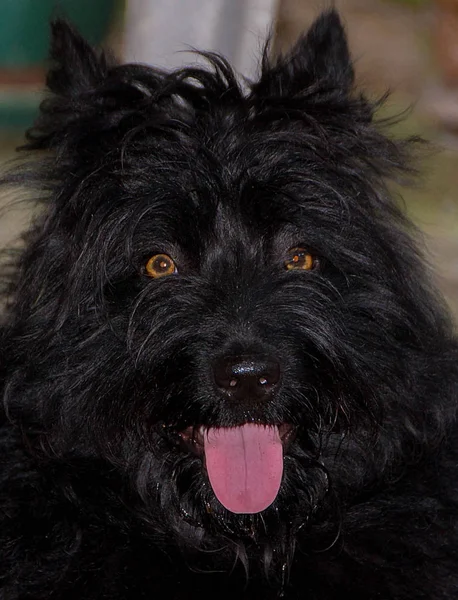 Hond Als Huisdier Schattige Hond Een Pauze Tussen Spellen — Stockfoto