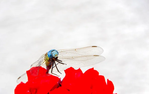 Dragonfly Colorful Beautiful Colors Dragonfly Palm Your Hand — Stock Photo, Image