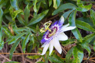 tutku çiçek veya onun tutku meyve passion üzüm
