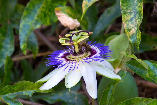 passion flowers or passion vines with his passion fruit