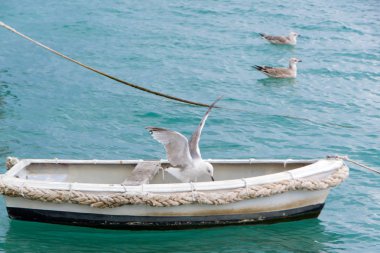 Martılar veya tekne uçan hava ve ayakta ve bekleyen gıda, martılar