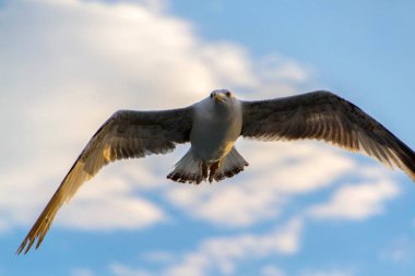 Martılar veya tekne uçan hava ve ayakta ve bekleyen gıda, martılar