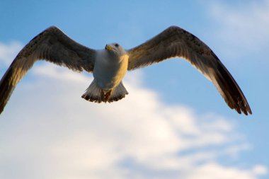 Martılar veya tekne uçan hava ve ayakta ve bekleyen gıda, martılar