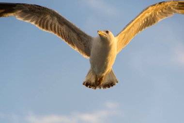 Martılar veya tekne uçan hava ve ayakta ve bekleyen gıda, martılar