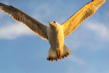 Martılar veya tekne uçan hava ve ayakta ve bekleyen gıda, martılar
