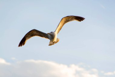 Martılar veya tekne uçan hava ve ayakta ve bekleyen gıda, martılar