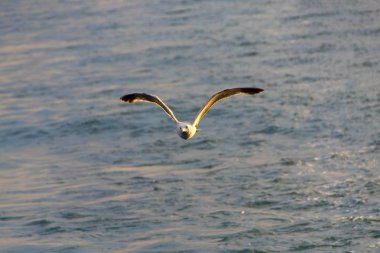 Martılar veya tekne uçan hava ve ayakta ve bekleyen gıda, martılar